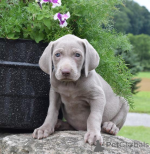 Photo №2 to announcement № 136928 for the sale of weimaraner - buy in Switzerland breeder