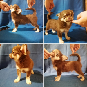 Photo №4. I will sell chihuahua in the city of Tula. from nursery, breeder - price - 314$