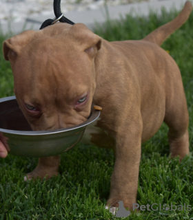 Additional photos: american bully (ambulli)