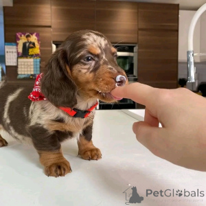Photo №4. I will sell dachshund in the city of Флорида Сити. private announcement, breeder - price - 1000$