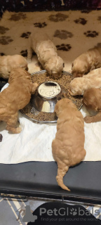 Additional photos: Australian Labradoodle puppies