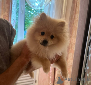 Photo №1. pomeranian - for sale in the city of Mogilyov | negotiated | Announcement № 146674