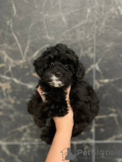 Photo №1. maltipu, poodle (toy) - for sale in the city of Austin | 800$ | Announcement № 123538