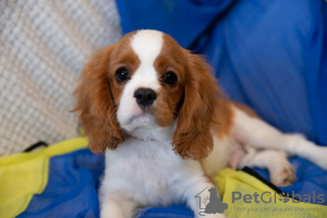 Photo №3. Puppies Cavalier King Charles Spaniel. Czech Republic