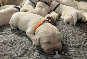 Photo №3. Golden Retriever puppies. Bulgaria