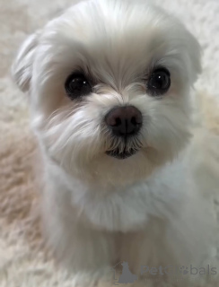 Photo №1. maltese dog - for sale in the city of ALAVUS | 465$ | Announcement № 164462