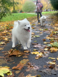 Photo №2 to announcement № 36082 for the sale of samoyed dog - buy in Lithuania 