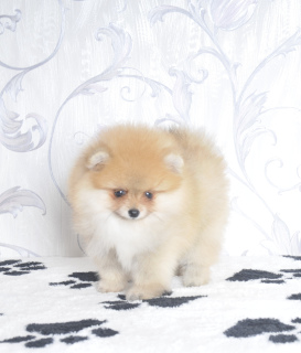 Photo №2 to announcement № 3977 for the sale of pomeranian - buy in Russian Federation breeder
