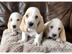 Photo №1. basset hound - for sale in the city of Fort Lauderdale | 500$ | Announcement № 37537