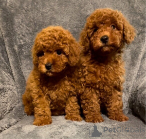 Photo №1. poodle (royal) - for sale in the city of Munich | 591$ | Announcement № 12234