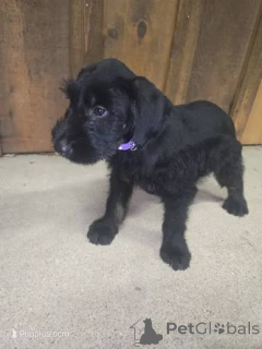 Photo №1. giant schnauzer - for sale in the city of Komrat | negotiated | Announcement № 173081