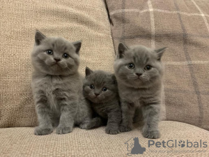 Photo №2 to announcement № 132163 for the sale of  - buy in Switzerland 