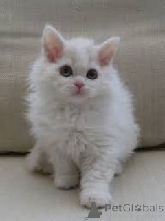 Photo №1. selkirk rex shorthair - for sale in the city of Espoo | Is free | Announcement № 171571