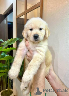 Photo №1. golden retriever - for sale in the city of Colorado City | 500$ | Announcement № 135570