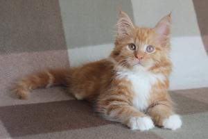Photo №2 to announcement № 5305 for the sale of maine coon - buy in Russian Federation from nursery