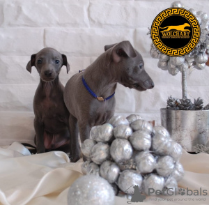 Photo №1. italian greyhound - for sale in the city of Solec Kujawski | 2113$ | Announcement № 88042