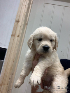 Additional photos: Adorable Golden Retriever puppies ready to join their new and forever home for