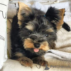 Photo №1.  - for sale in the city of Manchester | Is free | Announcement № 163243