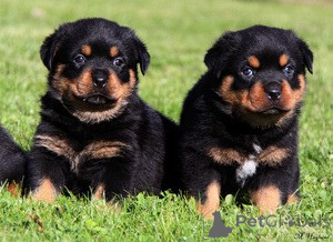 Photo №1. rottweiler - for sale in the city of Espoo | negotiated | Announcement № 173989