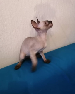 Photo №2 to announcement № 4729 for the sale of cornish rex - buy in Russian Federation from nursery