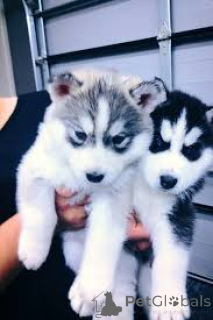Photo №2 to announcement № 165720 for the sale of siberian husky - buy in United Kingdom private announcement, breeder