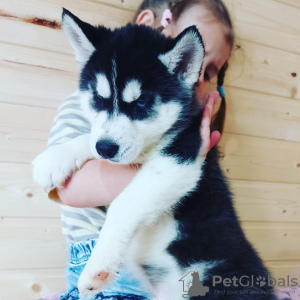Photo №2 to announcement № 10158 for the sale of siberian husky - buy in Russian Federation private announcement