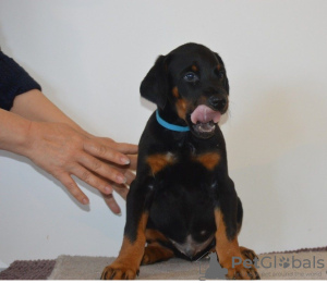 Photo №2 to announcement № 51095 for the sale of dobermann - buy in United States private announcement