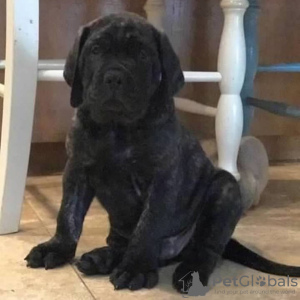 Photo №2 to announcement № 89088 for the sale of english mastiff - buy in Switzerland private announcement