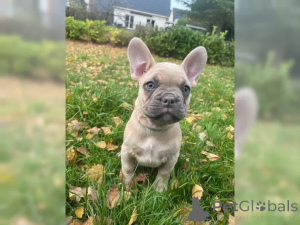 Photo №3. Sweet French bulldog puppies. Switzerland