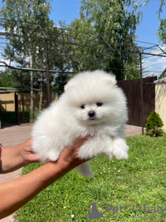 Photo №3. Pomeranian puppies. Germany