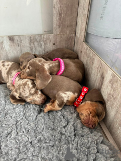 Photo №1. dachshund - for sale in the city of Uhingen | 599$ | Announcement № 175220