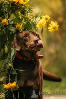 Photo №4. I will sell labrador retriever in the city of Khimki. private announcement - price - Is free