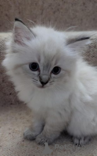Photo №1. ragdoll - for sale in the city of Aleksandrów kujawski | 2787$ | Announcement № 158943
