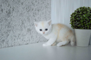 Photo №4. I will sell british shorthair in the city of Grodno. breeder - price - 300$