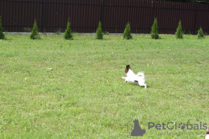 Additional photos: Papillon puppy.