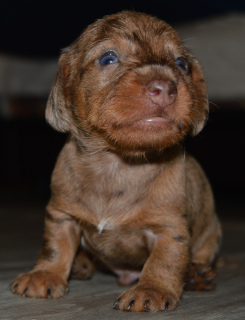 Photo №2 to announcement № 5469 for the sale of dachshund - buy in Russian Federation from nursery
