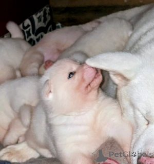 Photo №4. I will sell japanese spitz in the city of Birkenwerder.  - price - 350$