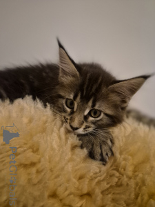 Photo №1. maine coon - for sale in the city of Zindelfingen | negotiated | Announcement № 159464