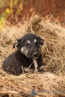 Additional photos: The kindest Kuzya was left an orphan after the death of his owner! Looking for a