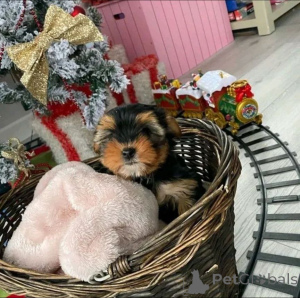 Photo №3. Yorkie Purebred Puppies contact whatsapp business 447450021323. Finland