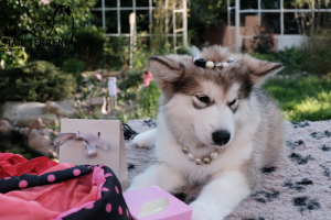 Photo №4. I will sell alaskan malamute in the city of Grodno. from nursery - price - 949$