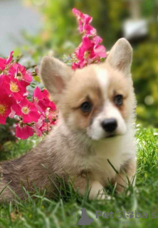 Photo №4. I will sell welsh corgi in the city of Bačka Topola. breeder - price - negotiated