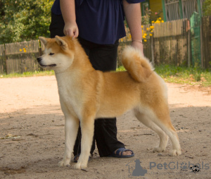 Photo №2 to announcement № 7311 for the sale of akita - buy in Russian Federation from nursery