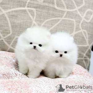 Photo №2 to announcement № 93784 for the sale of pomeranian - buy in Italy 