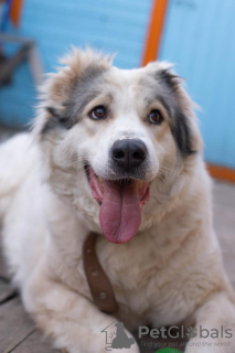 Photo №4. I will sell central asian shepherd dog in the city of Москва.  - price - Is free