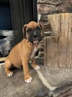 Photo №2 to announcement № 166583 for the sale of boxer - buy in Belgium private announcement, breeder