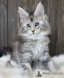 Photo №2 to announcement № 161710 for the sale of maine coon - buy in United States breeder