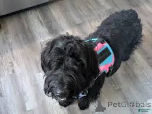 Photo №3. Cute Giant Schnauzer puppies. Norway