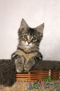Photo №2 to announcement № 9468 for the sale of maine coon - buy in Russian Federation private announcement, from nursery, breeder