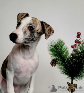 Additional photos: Whippet Puppies